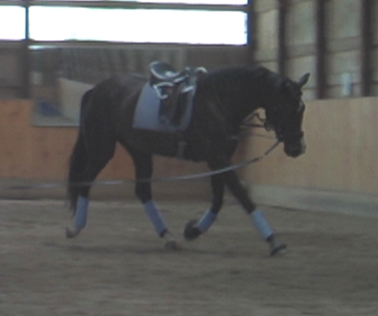 Reminisce HM (Rascalino) at 3 years old.